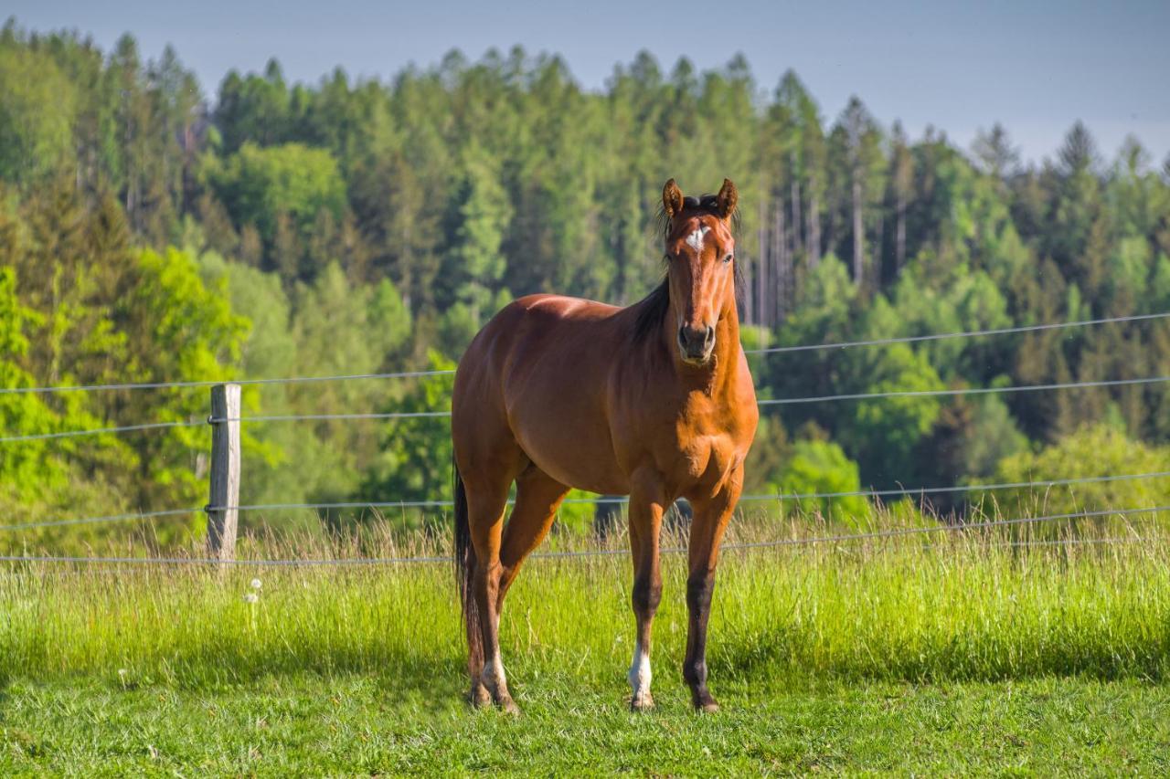 ホテル Ranch Jestrebice Hermanicky エクステリア 写真